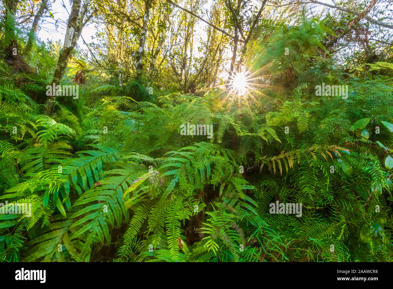 Felci contro la luce solare, Orakei Korako Parco geotermico, Taupo zona vulcanica, l'isola nord, Nuova Zelanda Foto Stock