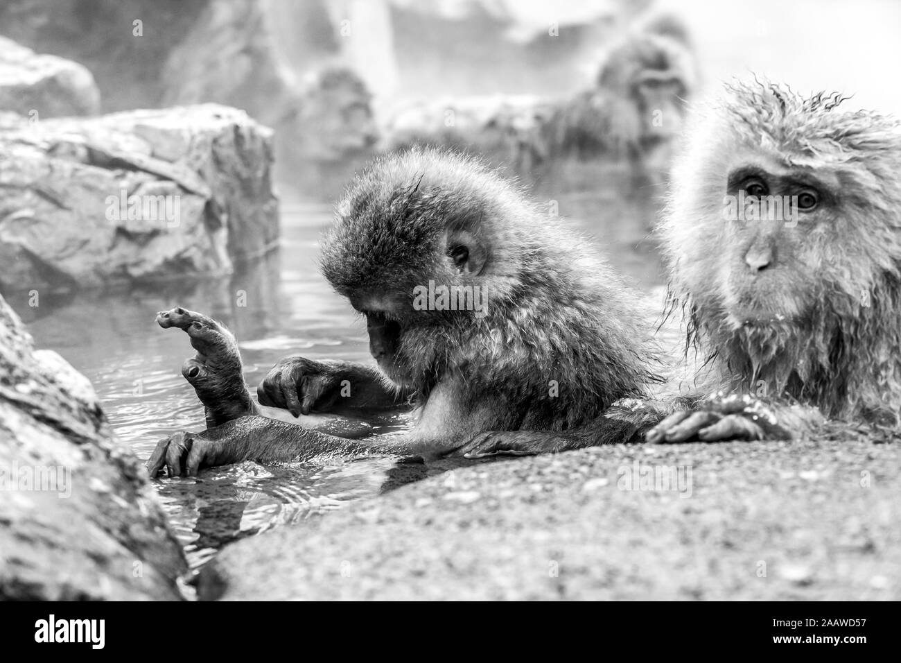 Macaque giapponese seduto in una primavera calda Jigokudani Monkey Park in Giappone, Prefettura di Nagano. Immagine in bianco e nero Foto Stock