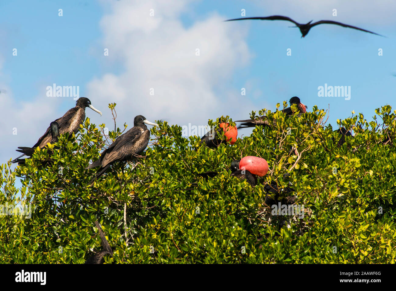 Basso angolo vista di fregate appollaiate su treetop contro il cielo di Barbuda, dei Caraibi Foto Stock