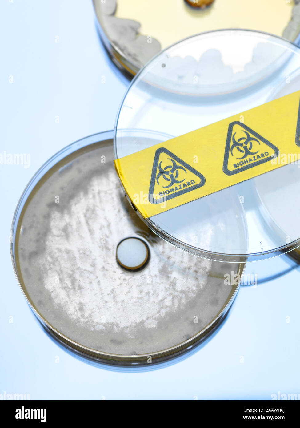 Angolo di alta vista di drug test in capsule di petri in laboratorio Foto Stock