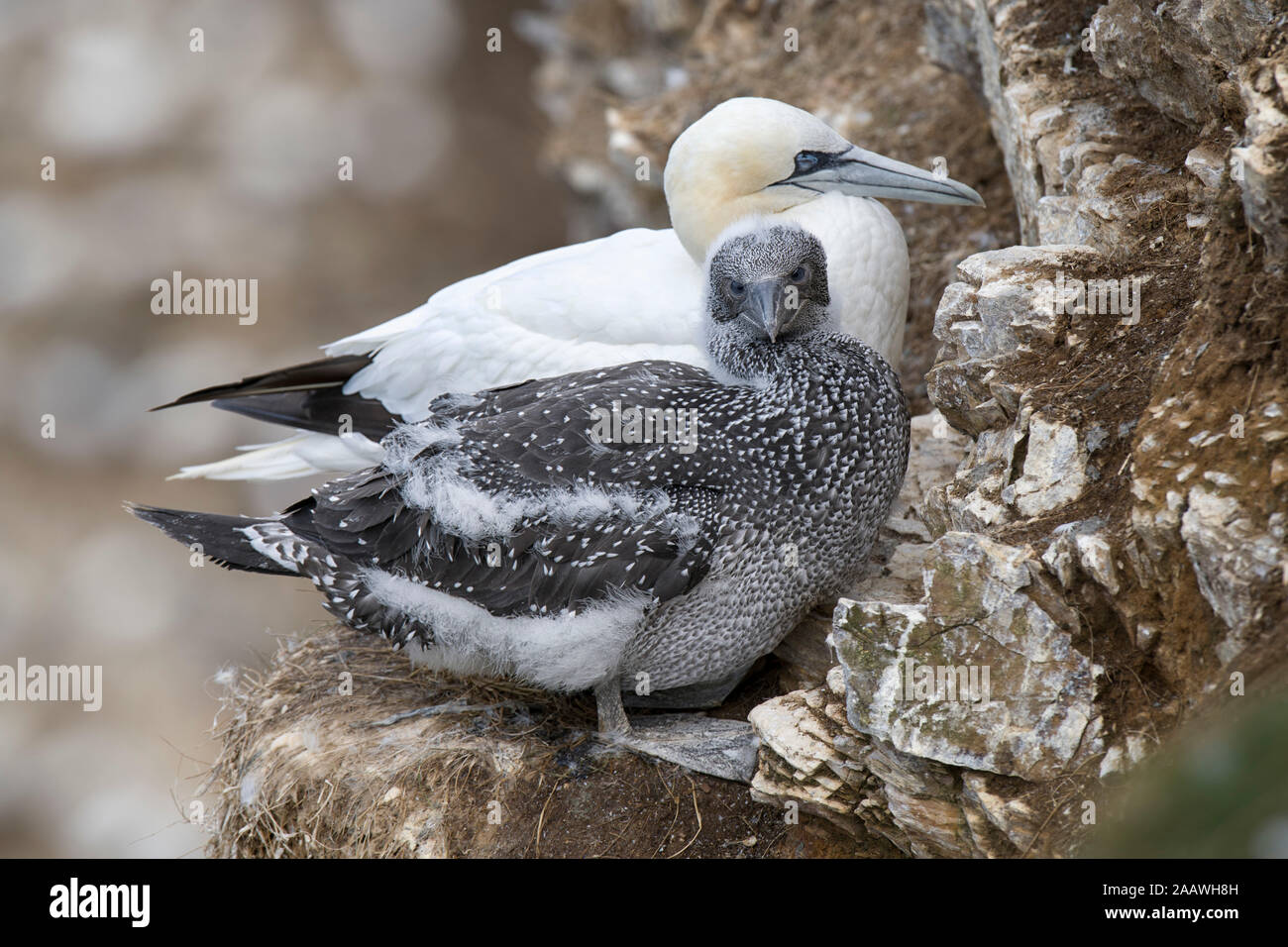 La Scozia, Northern gannet con pulcino Foto Stock