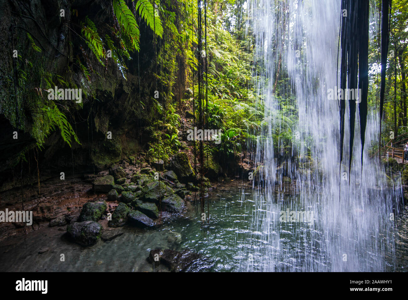 Vista della cascata spruzzi in piscina smeraldo in foresta, Dominica, dei Caraibi Foto Stock