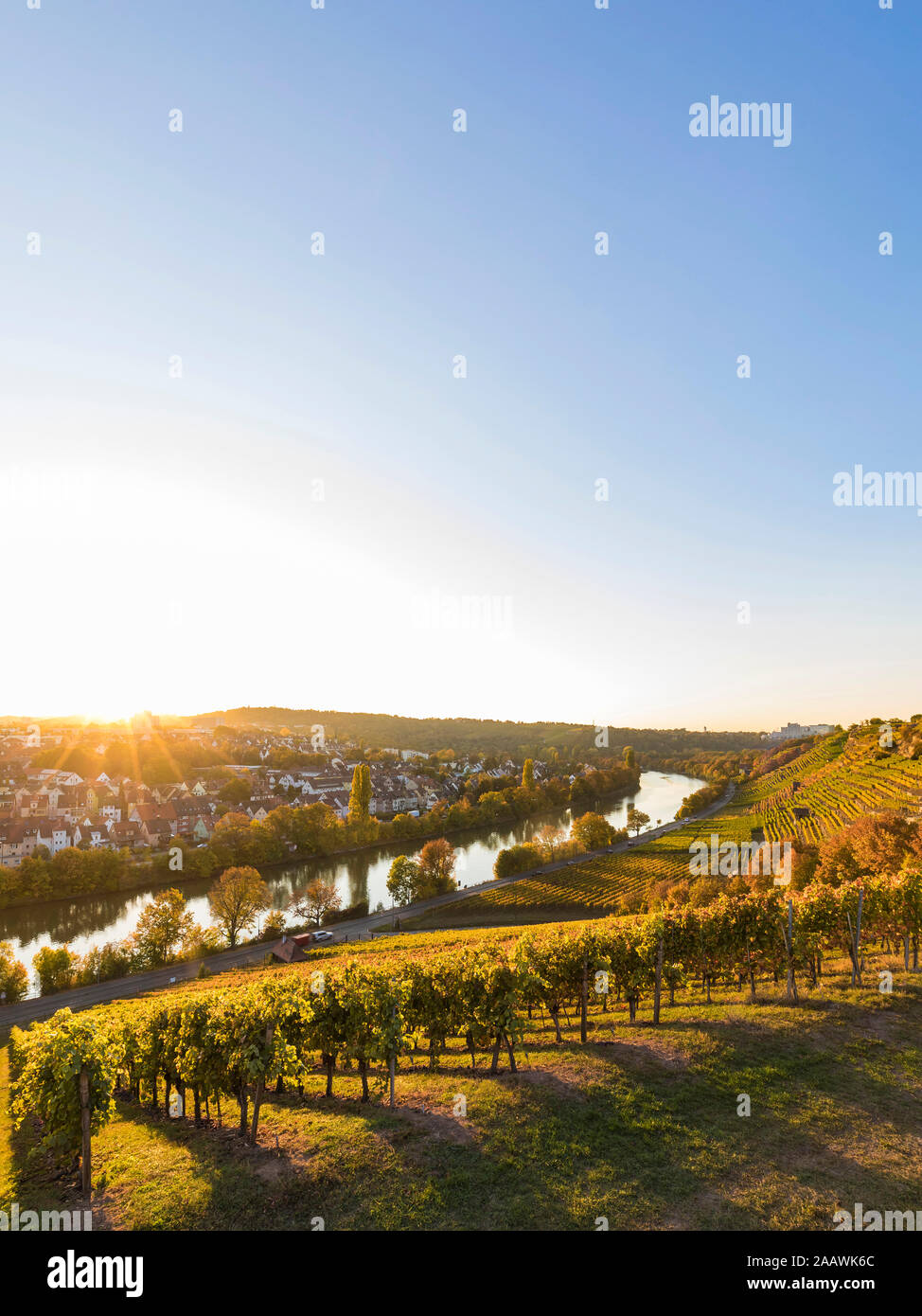 Vigneto contro il cielo chiaro sulla giornata di sole, Stoccarda, Baden-Württemberg, Germania Foto Stock