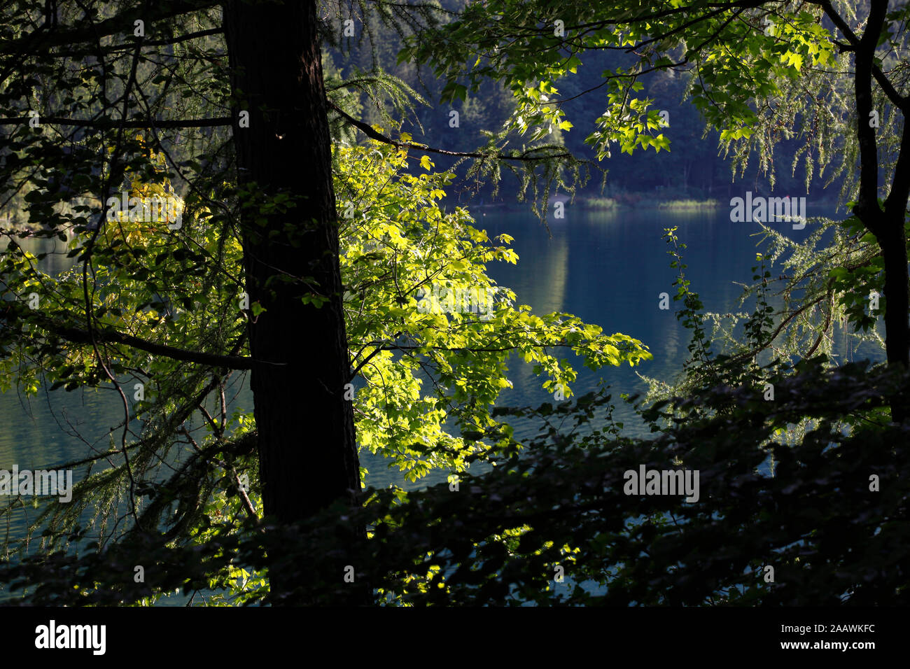 Vista panoramica del lago Alpsee nella foresta a Ostallgäu, Germania Foto Stock