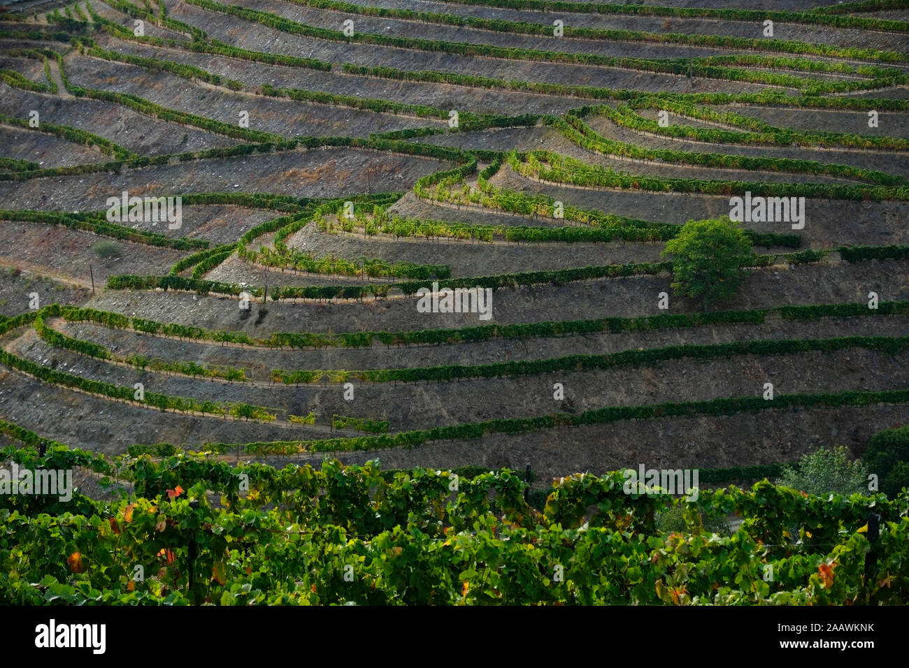Il Portogallo, Valle del Douro, vigneti terrazzati Foto Stock