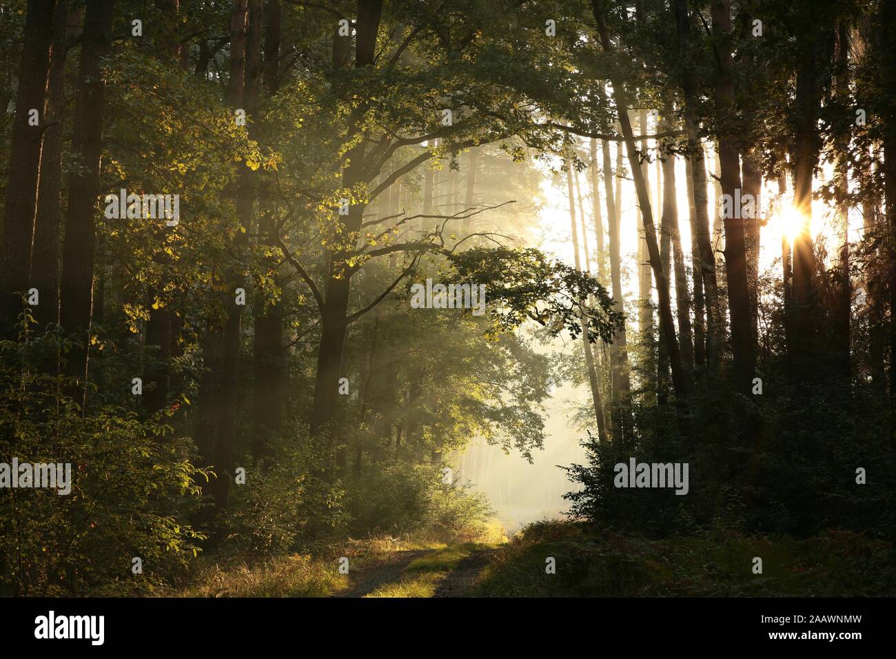 Country Road attraverso il brumoso autunno foresta a sunrise. Foto Stock