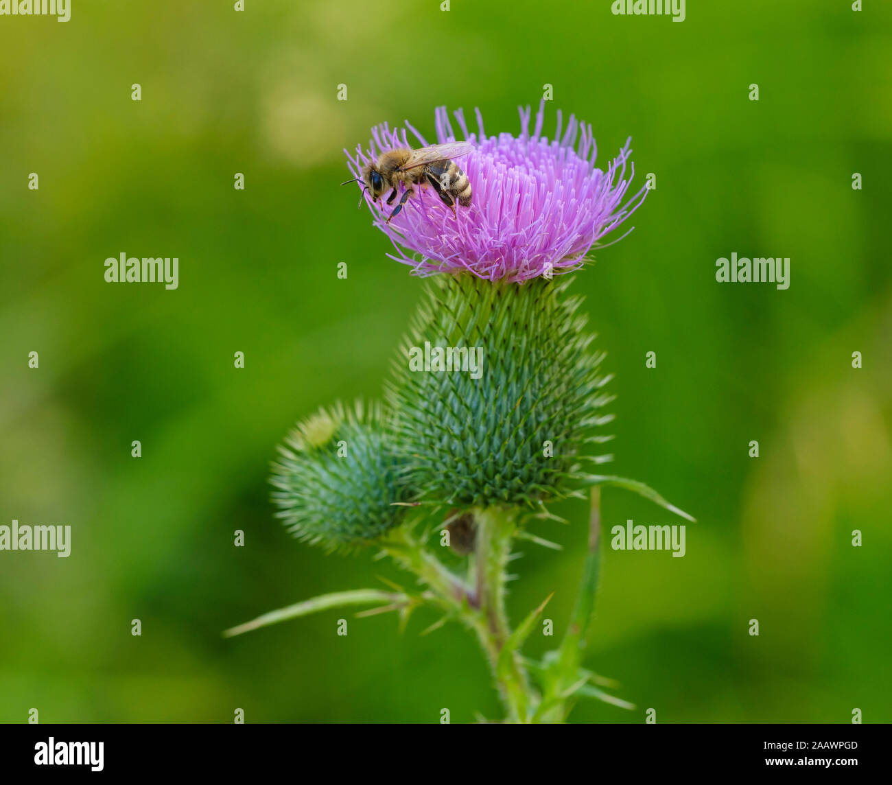 Close-up di miele delle api di impollinazione comune su thistle, Baviera, Germania Foto Stock