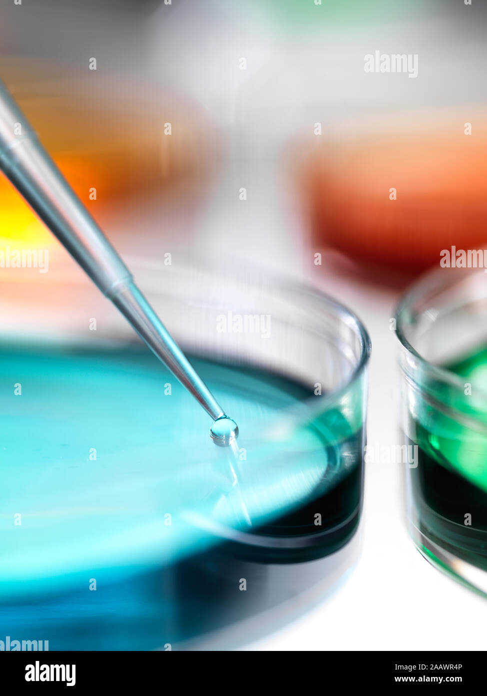 Close-up di campioni il pipettaggio in piastre petri contenenti gelatina di agar per esperimenti in laboratorio Foto Stock