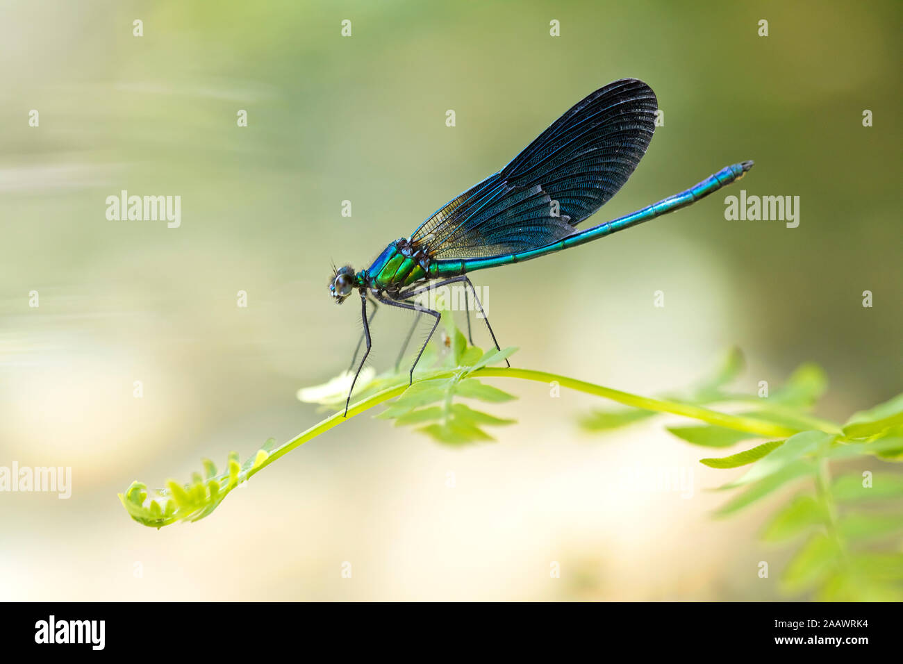 Close-up di belle demoiselle su piante, Corsica, Francia Foto Stock