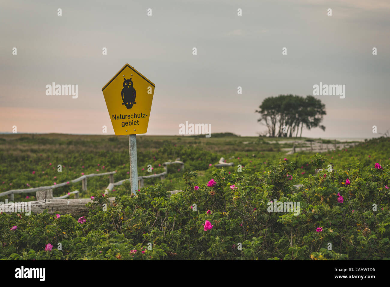 Germania, Schleswig-Holstein, Schleimunde, Owl segno sulla recinzione in Schleimunde riserva naturale visto al tramonto Foto Stock
