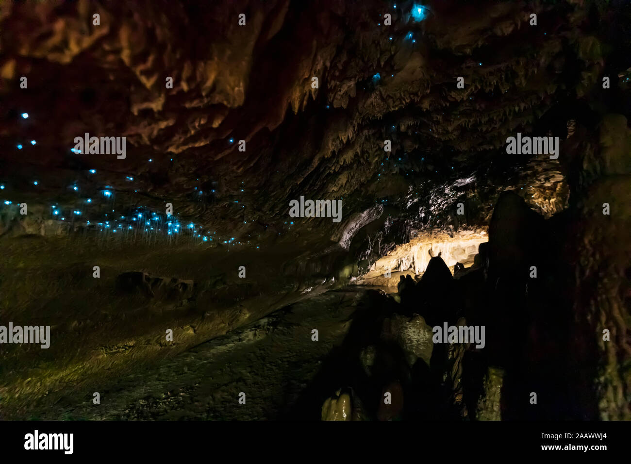 Basso angolo di vista illuminata Arachnocampa luminosa in grotta a Waipu, Nuova Zelanda Foto Stock