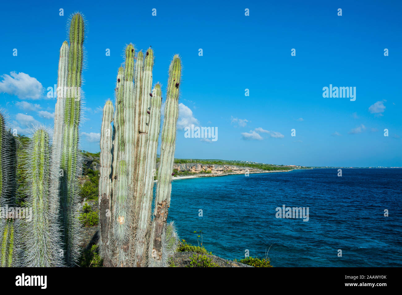 I cactus in spiaggia contro il cielo blu a Washington Slagbaai National Park, Bonaire, Paesi Bassi Foto Stock