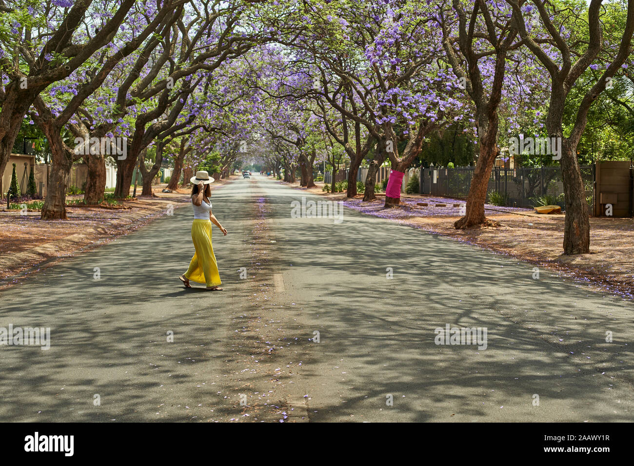Donna che indossa un cappello a piedi nel centro di una strada piena di alberi di jacaranda in fioritura, Pretoria, Sud Africa Foto Stock