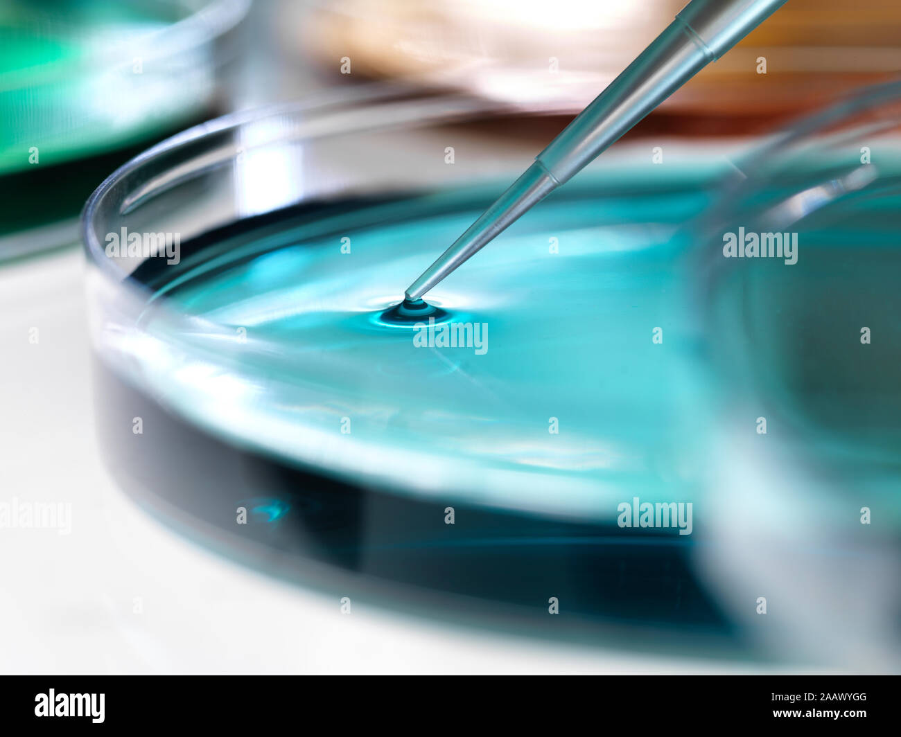 Close-up di campioni il pipettaggio in piastre petri contenenti blu gelatina di agar per esperimenti in laboratorio Foto Stock