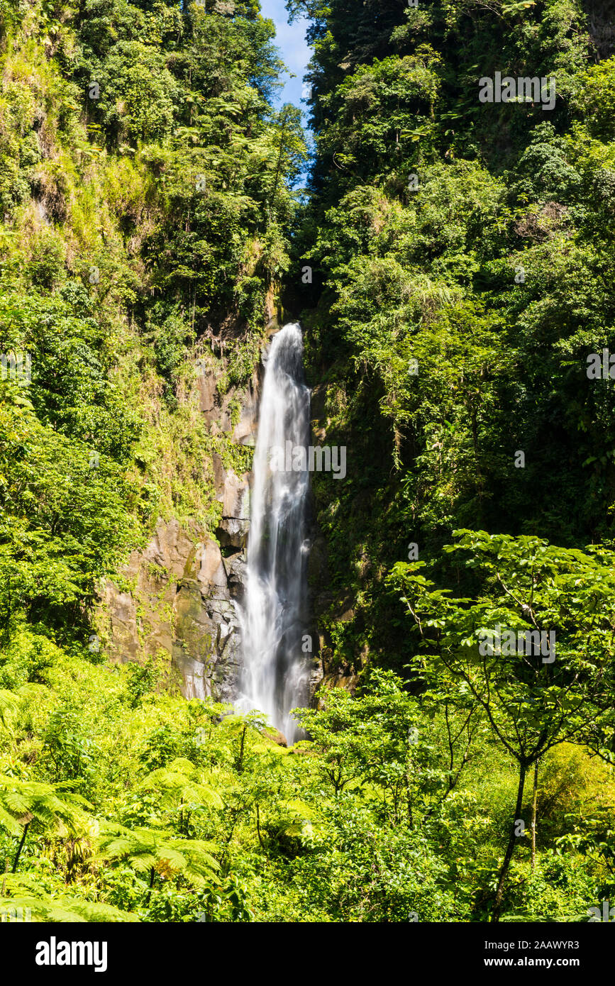 Vista panoramica di Trafalgar cade nel mezzo di alberi a parco nazionale Morne Trois Pitons, Dominica, dei Caraibi Foto Stock