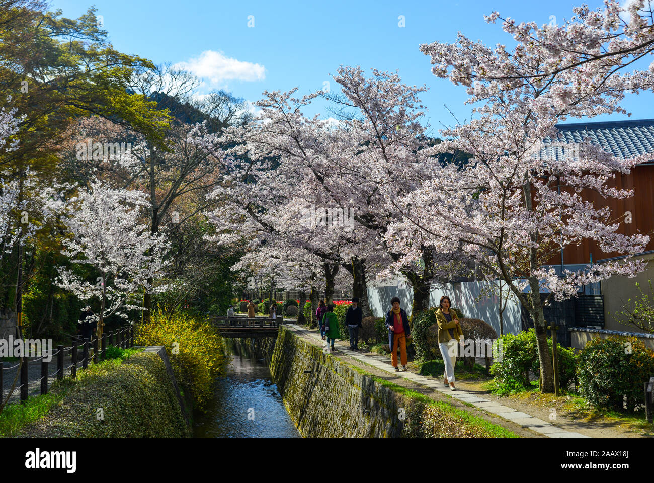 Kyoto, Giappone - il Apr 9, 2019. La fioritura dei ciliegi nel percorso del filosofo (Tetsugaku no Michi). Cherry Blossom Festival è uno dei più pittoreschi eventi di t Foto Stock