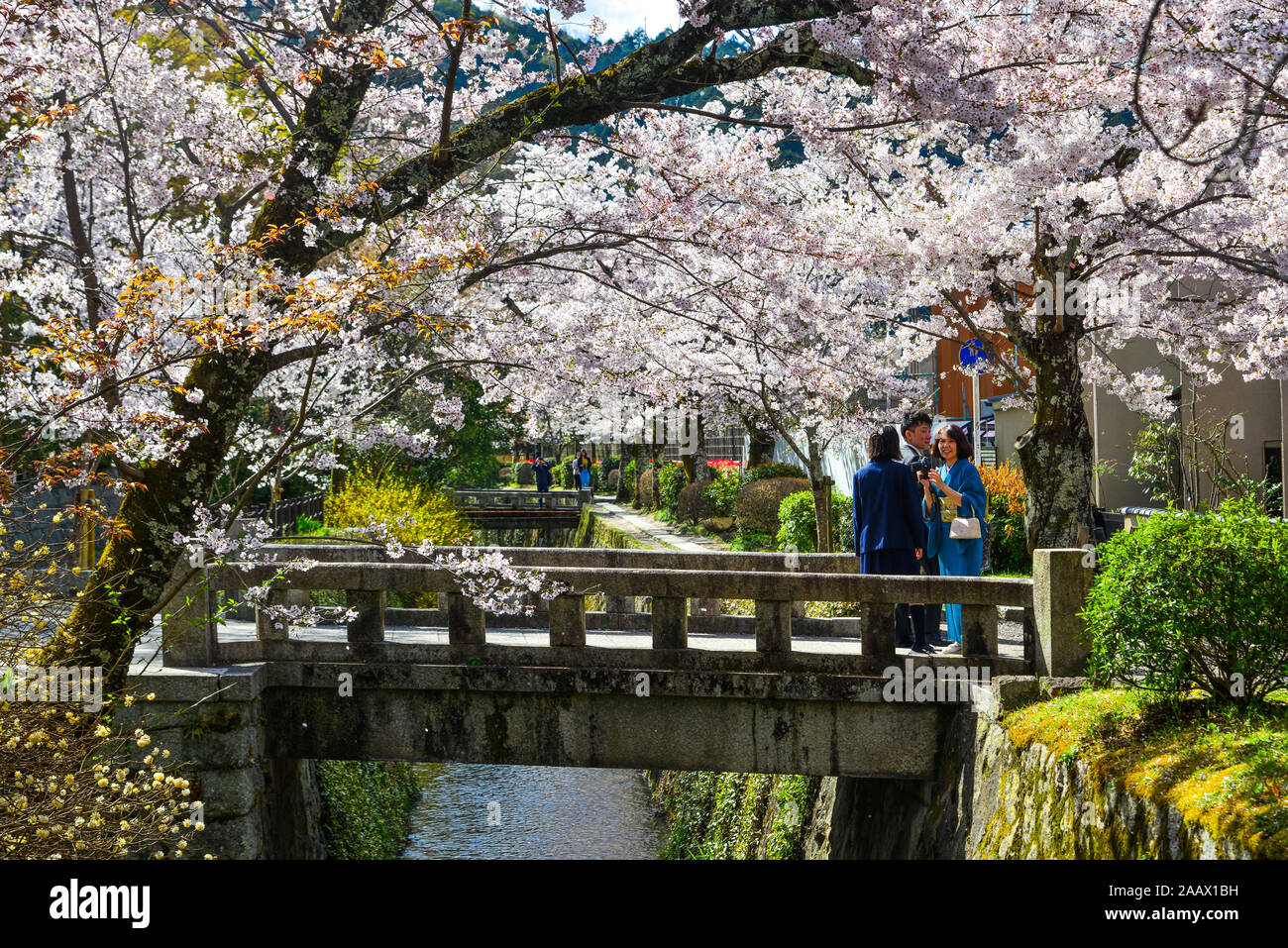 Kyoto, Giappone - il Apr 9, 2019. La fioritura dei ciliegi nel percorso del filosofo (Tetsugaku no Michi). Cherry Blossom Festival è uno dei più pittoreschi eventi di t Foto Stock