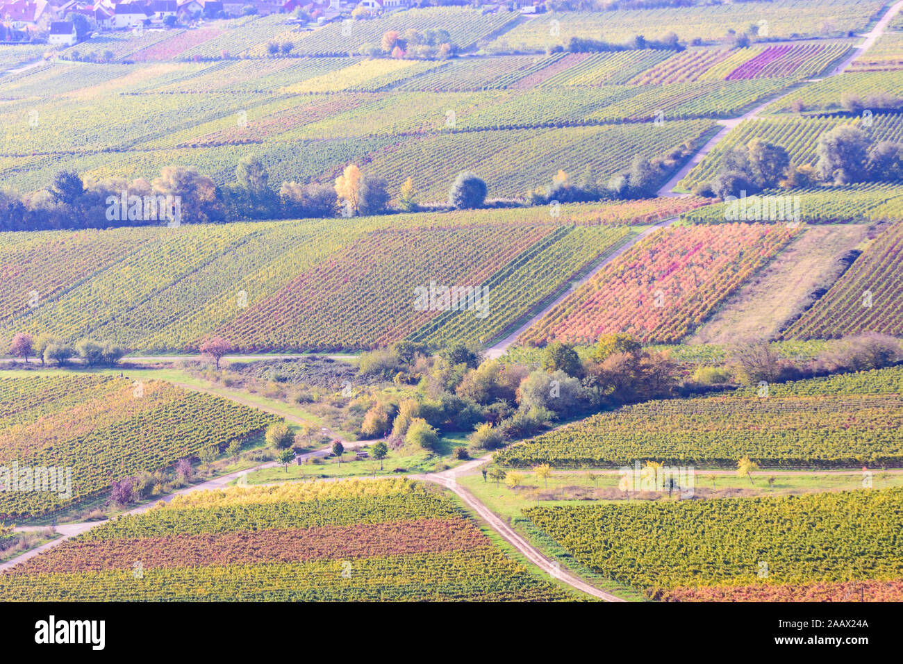 Neustadt an der Weinstrasse: vigneti, modi in Weinstraße, Itinerario dei vini tedeschi, Renania-Palatinato, Renania-Palatinato, Germania Foto Stock