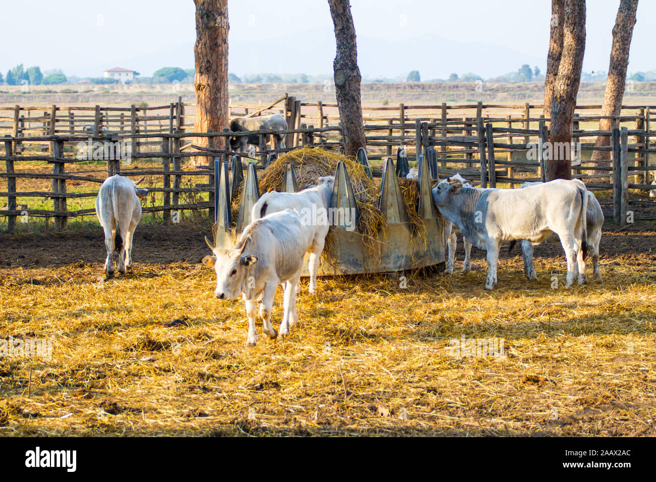 Alberese (Gr), Italia, alcune mucche nella campagna maremmana, Toscana Foto Stock