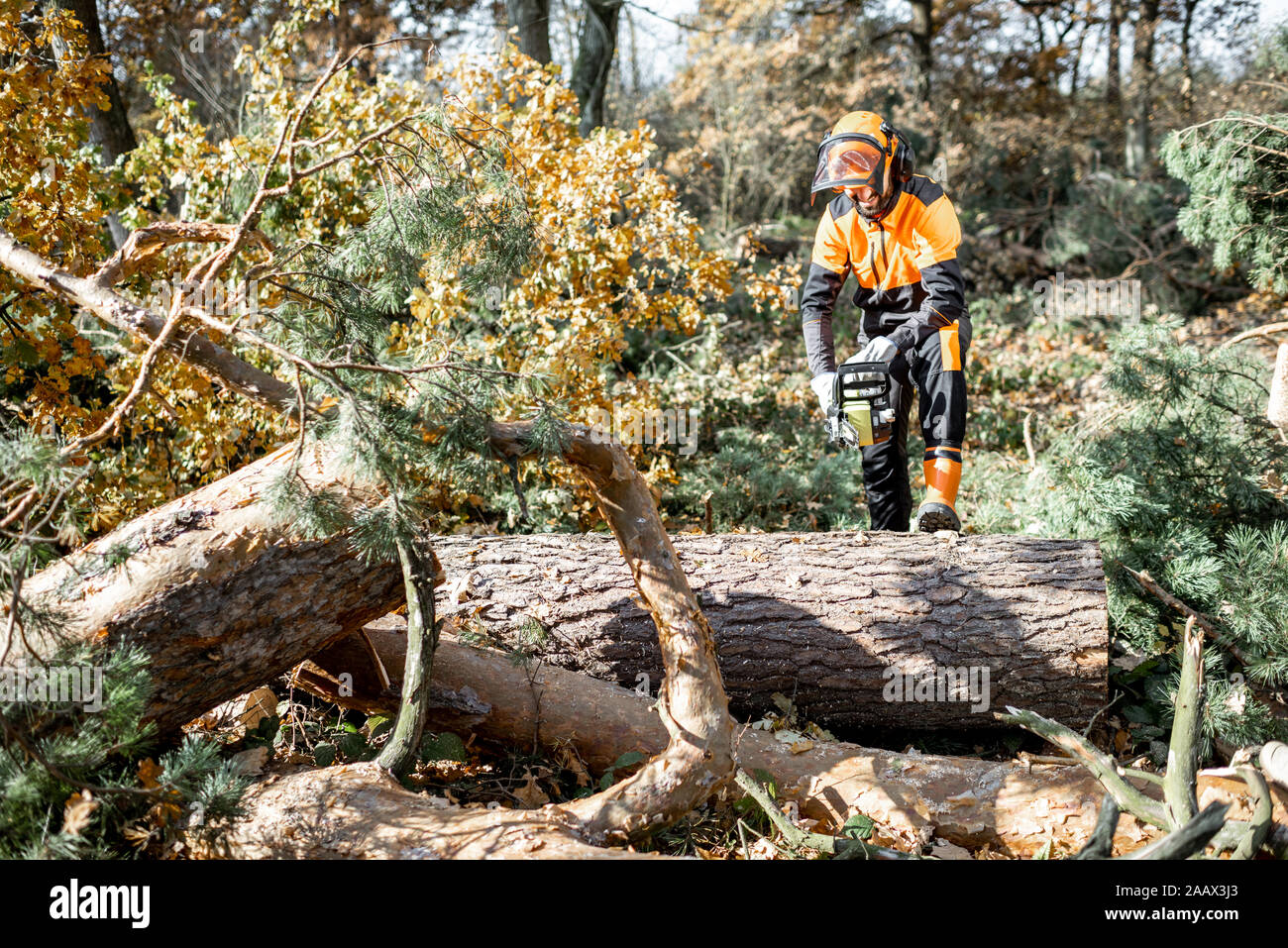 Lumberman in indumenti da lavoro protettiva segare tronco di albero nella foresta. Concetto di registrazione professionali Foto Stock