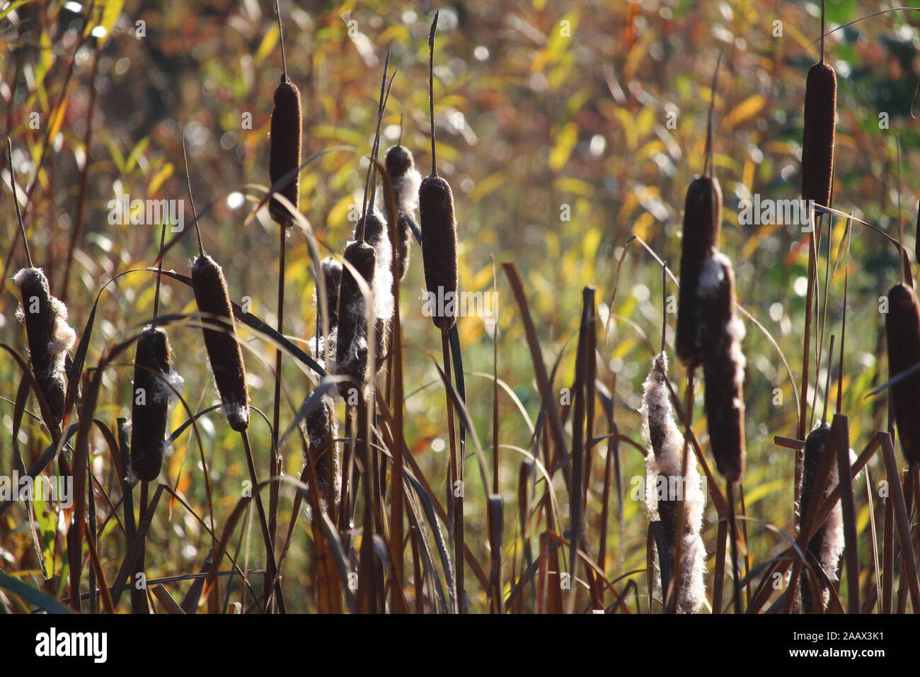 Una fila di comune giunco piante (Typha latifolia) crescere all'aperto in un ambiente naturale. I colori autunnali natura dello sfondo. Foto Stock
