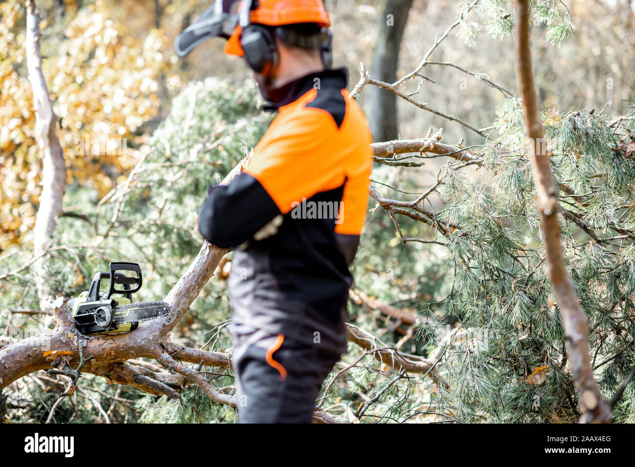 Vita-up verticale di un professionista lumberman in harhat e indumenti da lavoro protettiva cerca su chainsaw nella pineta Foto Stock