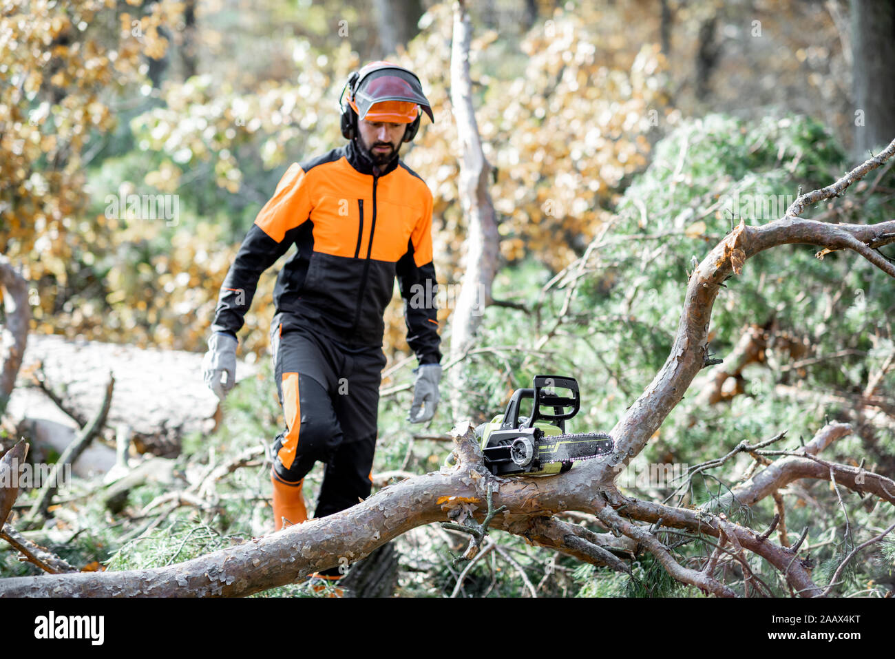 Professional lumberman in indumenti da lavoro protettiva per raggiungere a piedi l'albero abbattuto durante un lavoro di registrazione con una motosega nel bosco Foto Stock