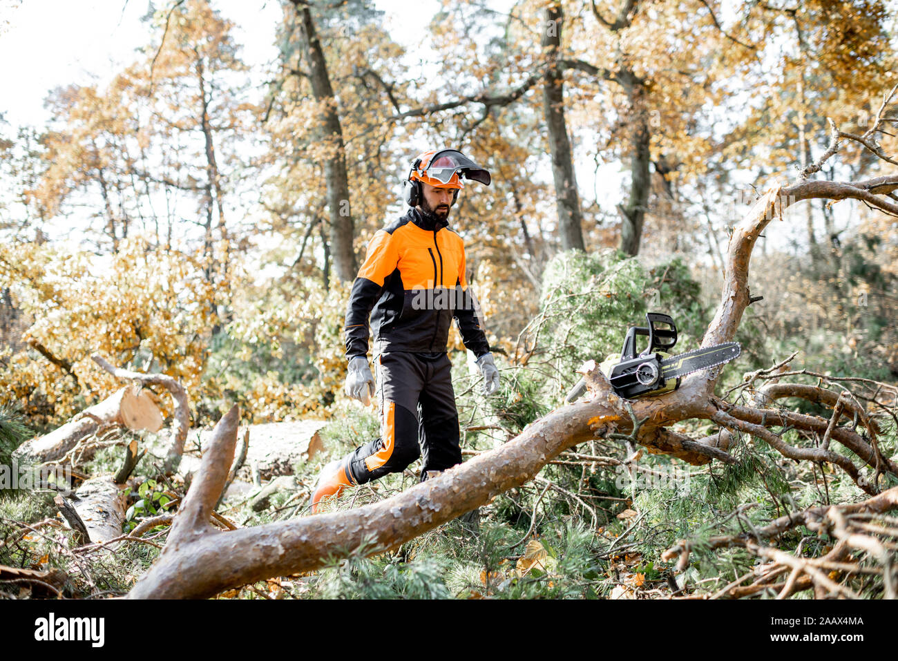 Professional lumberman in indumenti da lavoro protettiva per raggiungere a piedi l'albero abbattuto durante un lavoro di registrazione con una motosega nel bosco Foto Stock