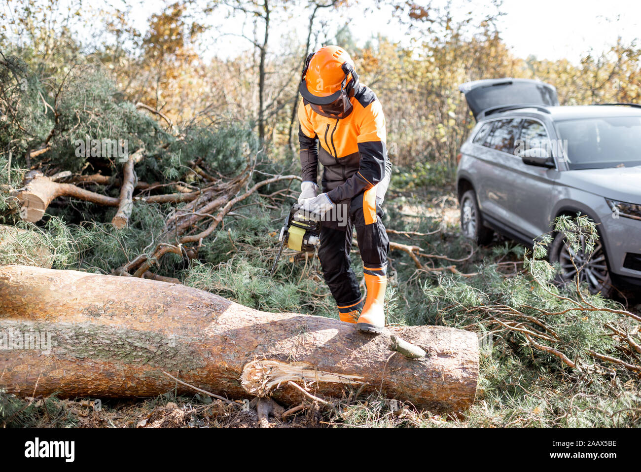 Professional lumberman in indumenti da lavoro protettiva segagione di un tronco di albero nella foresta con la sua vettura SUV sullo sfondo Foto Stock
