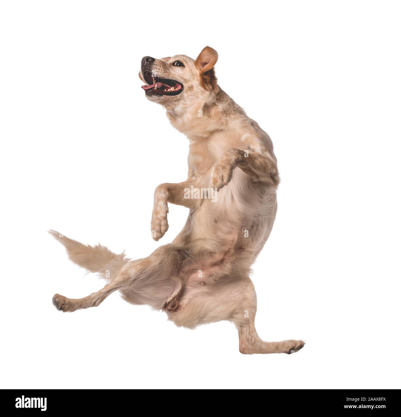 Adorabile cane mutts saltando per la felicità Foto Stock