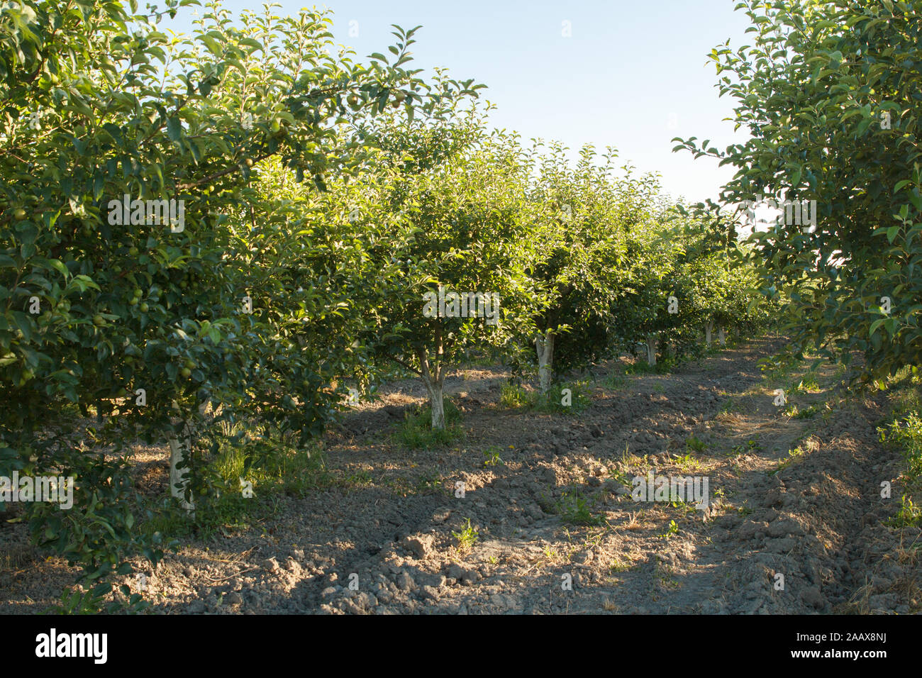 Giardino di mele in campagna Foto Stock