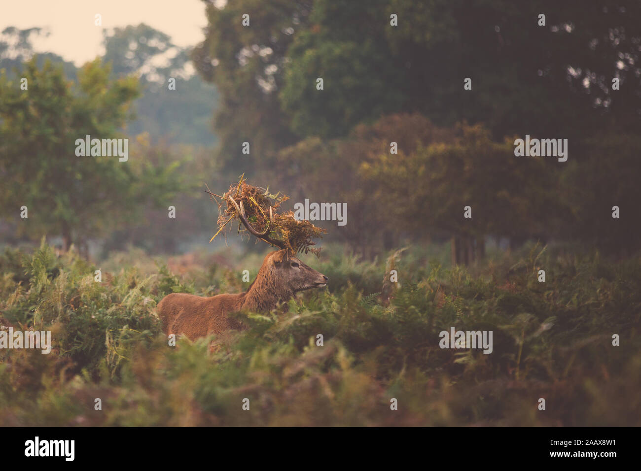 Feste di addio al celibato durante l'autunno rut in Richmond Park Foto Stock