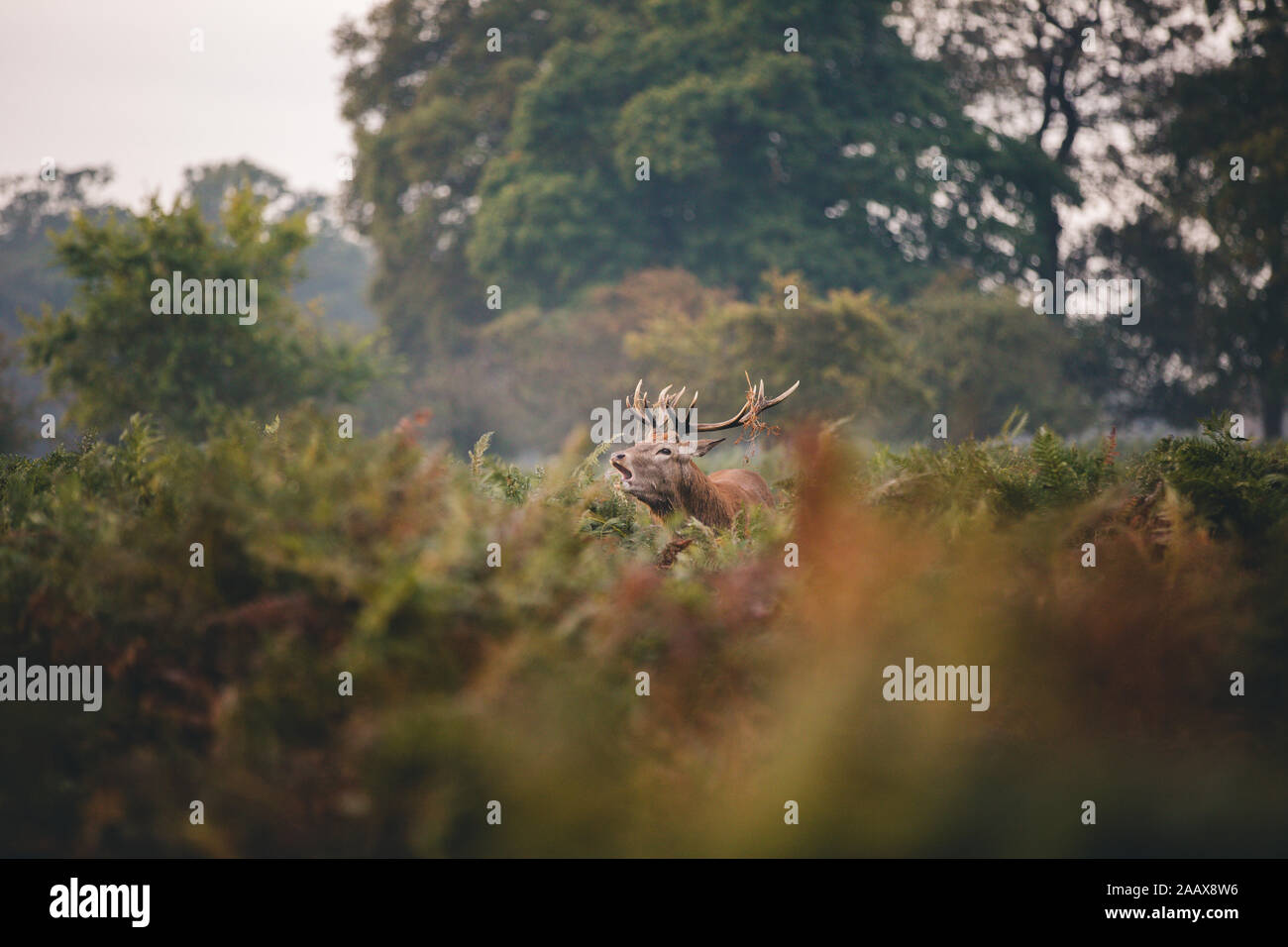 Muggito stag durante l'autunno rut in Richmond Park Foto Stock