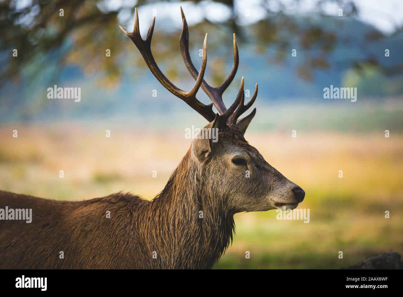 Close up di un cervo durante l'autunno rut in Richmond Park Foto Stock
