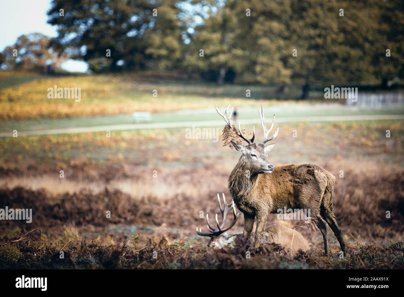 Feste di addio al celibato durante l'autunno rut in Richmond Park Foto Stock