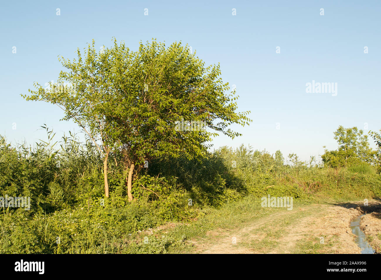 Terra strada nel giardino in campagna Foto Stock