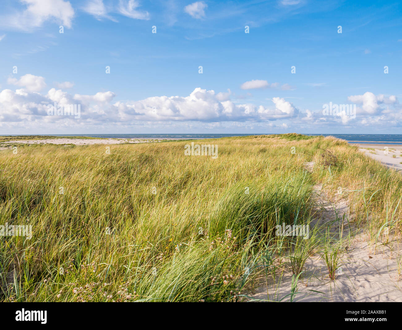 Vista del Mare del Nord da dune con marram erba e Spiaggia di riserva naturale Boschplaat sull isola Frisone Terschelling, Paesi Bassi Foto Stock
