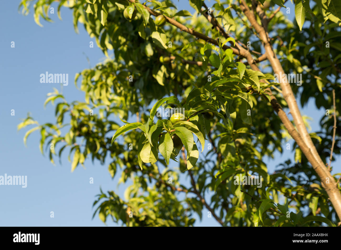 Pesca non matura sul ramo nel giardino in campagna Foto Stock