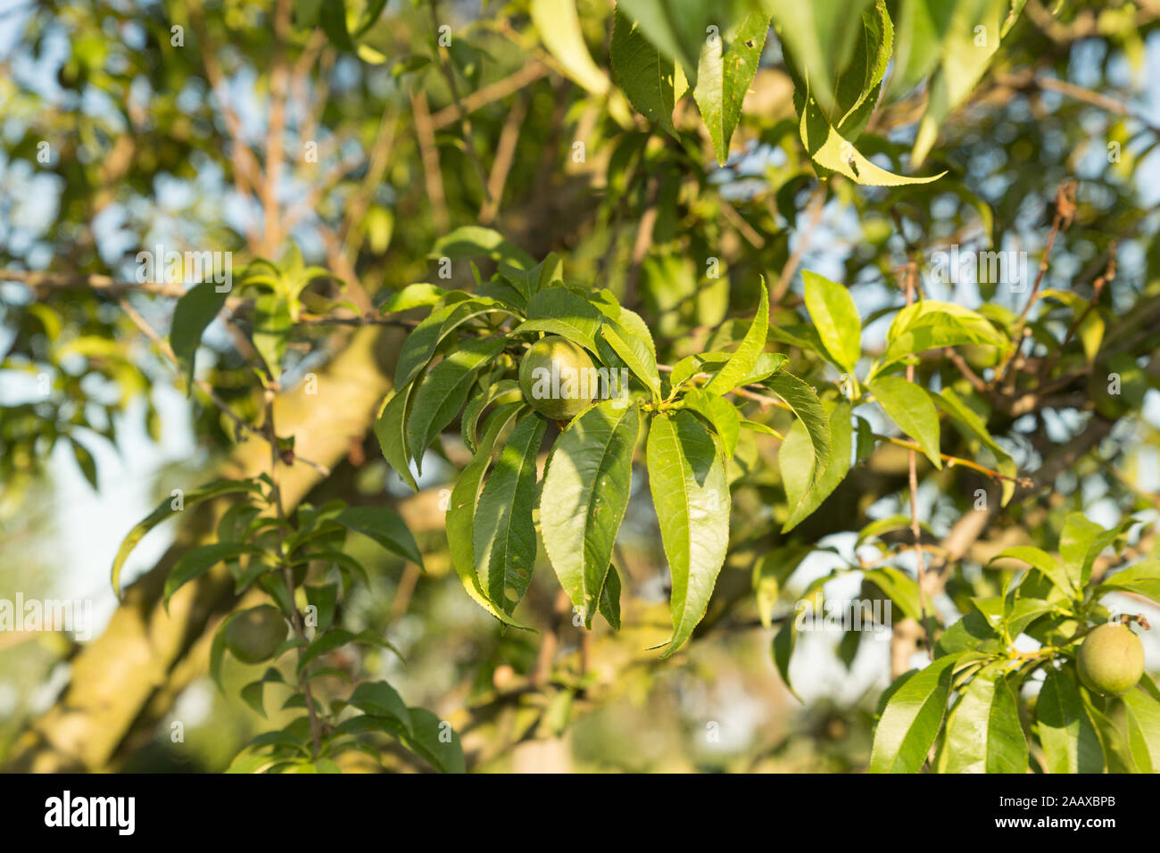 Pesca non matura sul ramo nel giardino in campagna Foto Stock