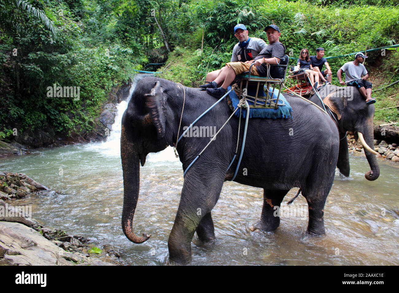 Elephant Trekking in Phang Nga Parco Nazionale della Thailandia Foto Stock