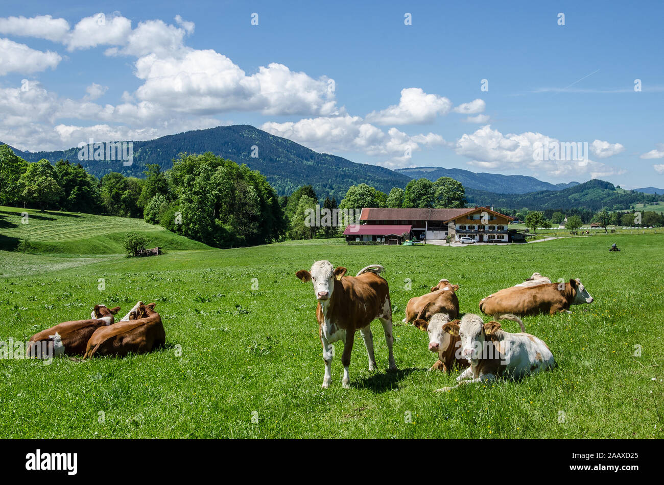 La Fleckvieh originato in Austria e in Baviera dal cross-allevamento di magazzino locale con Simmental bovini importati dalla Svizzera Foto Stock