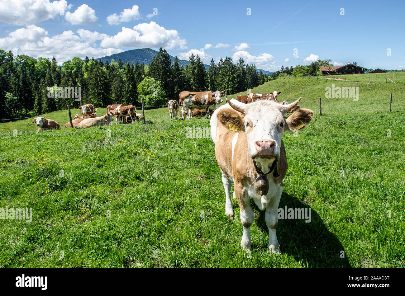 La Fleckvieh originato in Austria e in Baviera dal cross-allevamento di magazzino locale con Simmental bovini importati dalla Svizzera Foto Stock