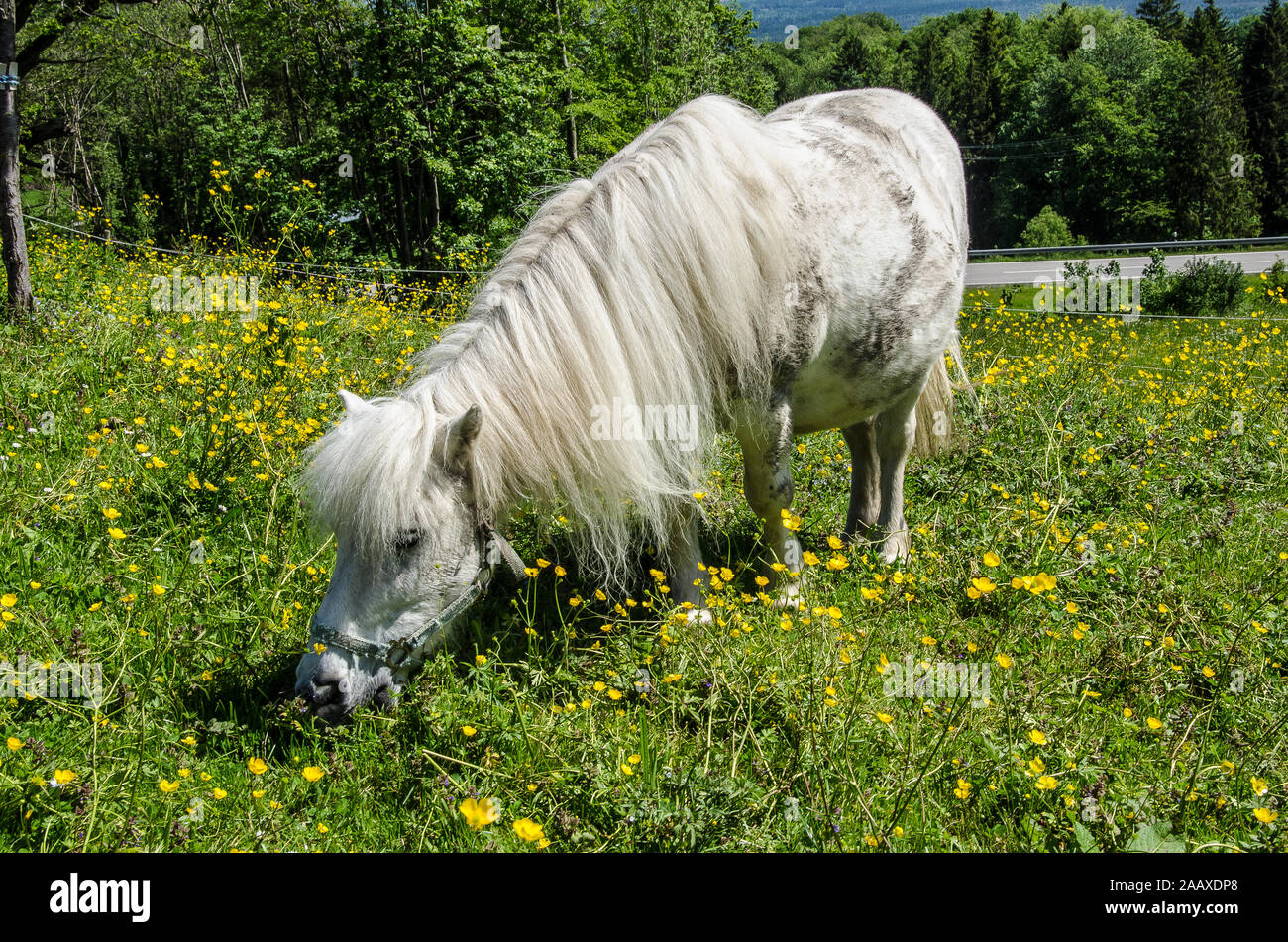 I cavalli in un prato in Baviera Foto Stock