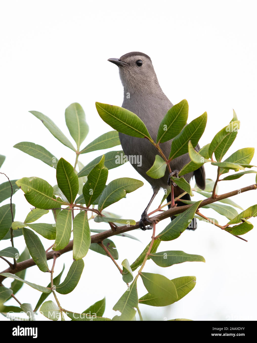 Un grigio catbird appollaiato. Foto Stock