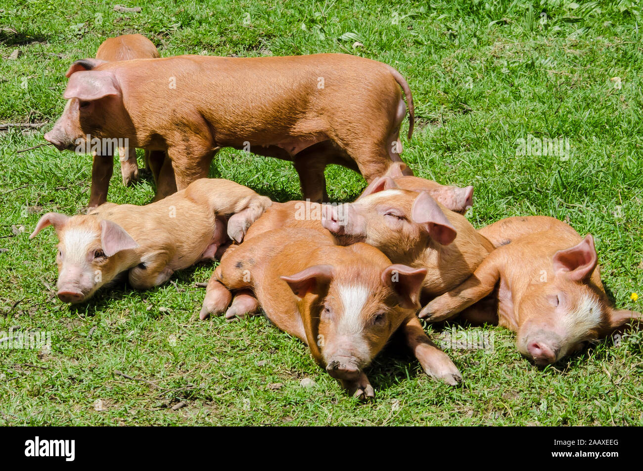 Duroc maiale è una vecchia razza di maiale domestico. La razza è stata sviluppata negli Stati Uniti ed ha costituito la base per molti mixed-razza porci commerciale. Foto Stock