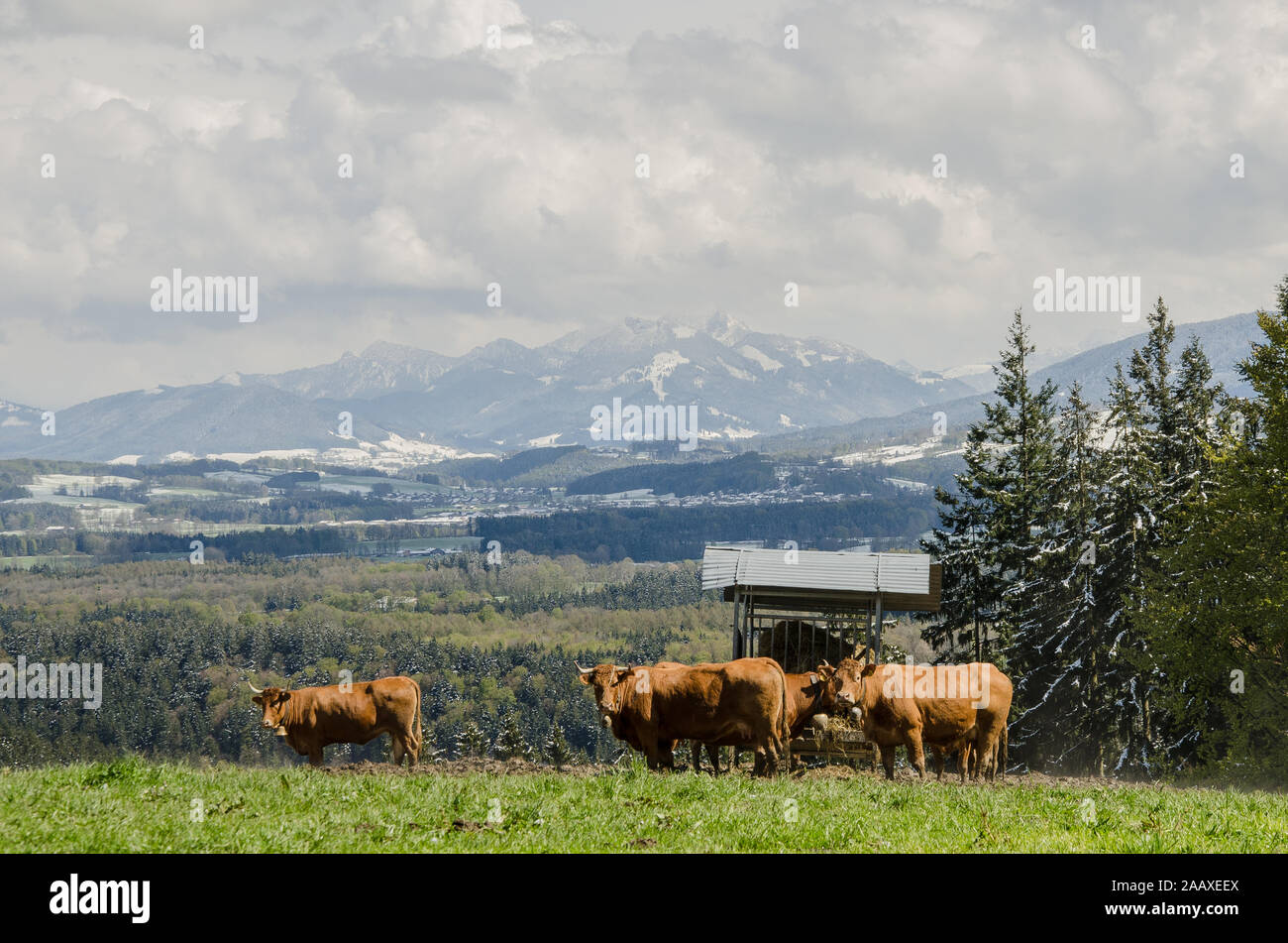 Vacche su un prato in Alta Baviera Foto Stock