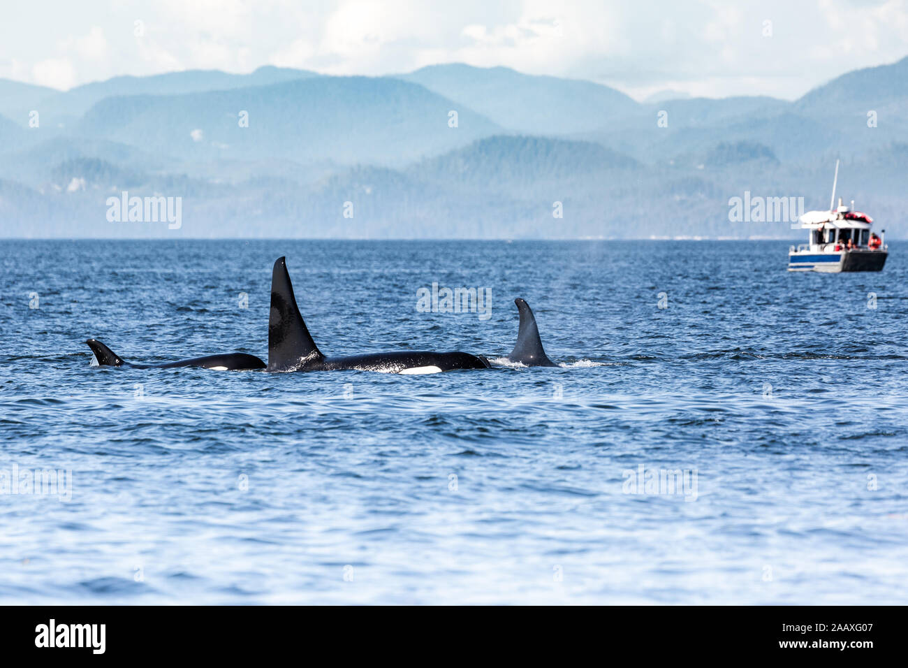 Le orche assassine pod in British Columbia, Canada Foto Stock