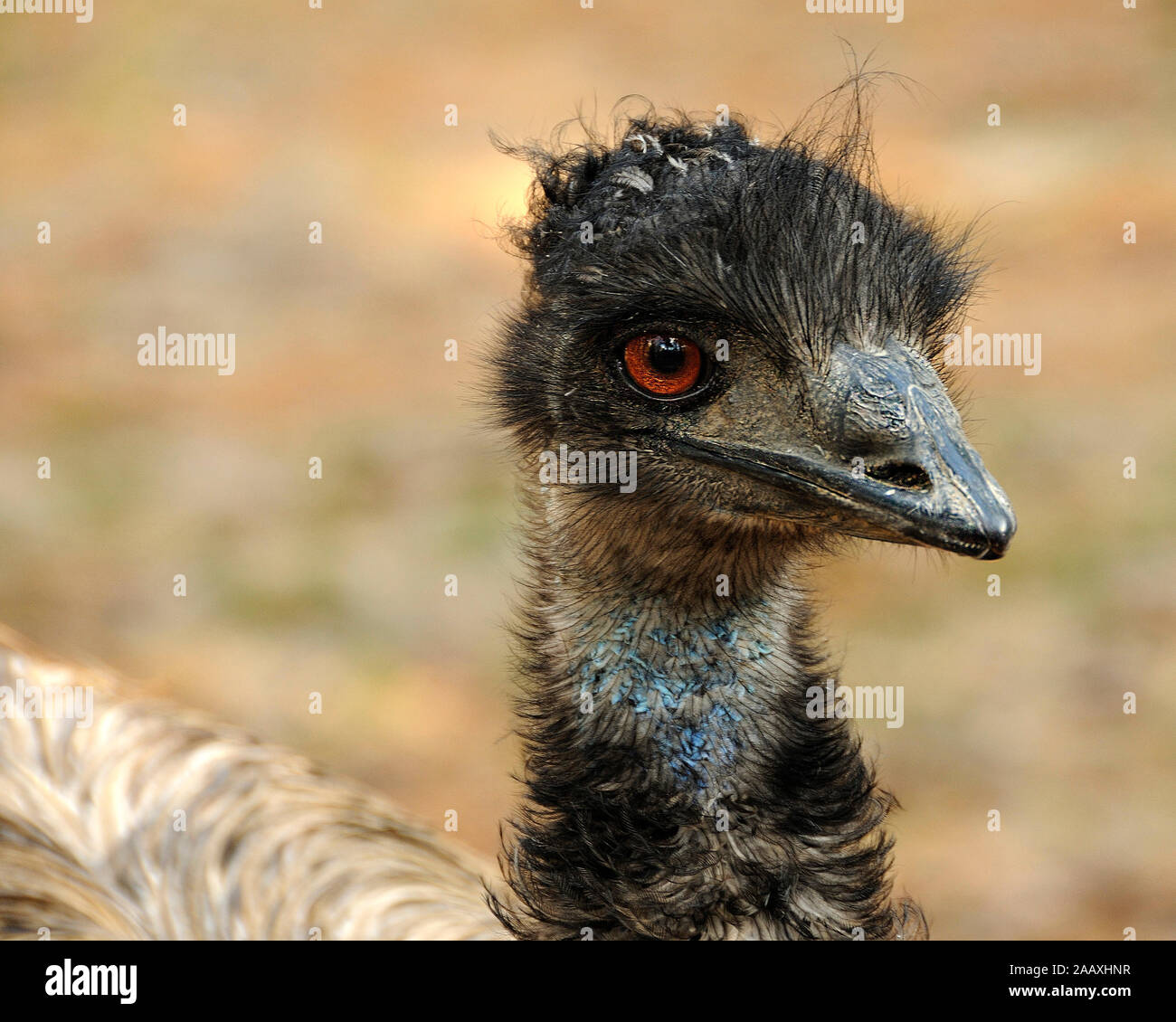 Uem testa di uccello close-up vista di profilo con grandi occhi, becco, Bill, grigio-marrone di shaggy piumaggio, testa nel suo ambiente e dintorni con bokeh backgroun Foto Stock