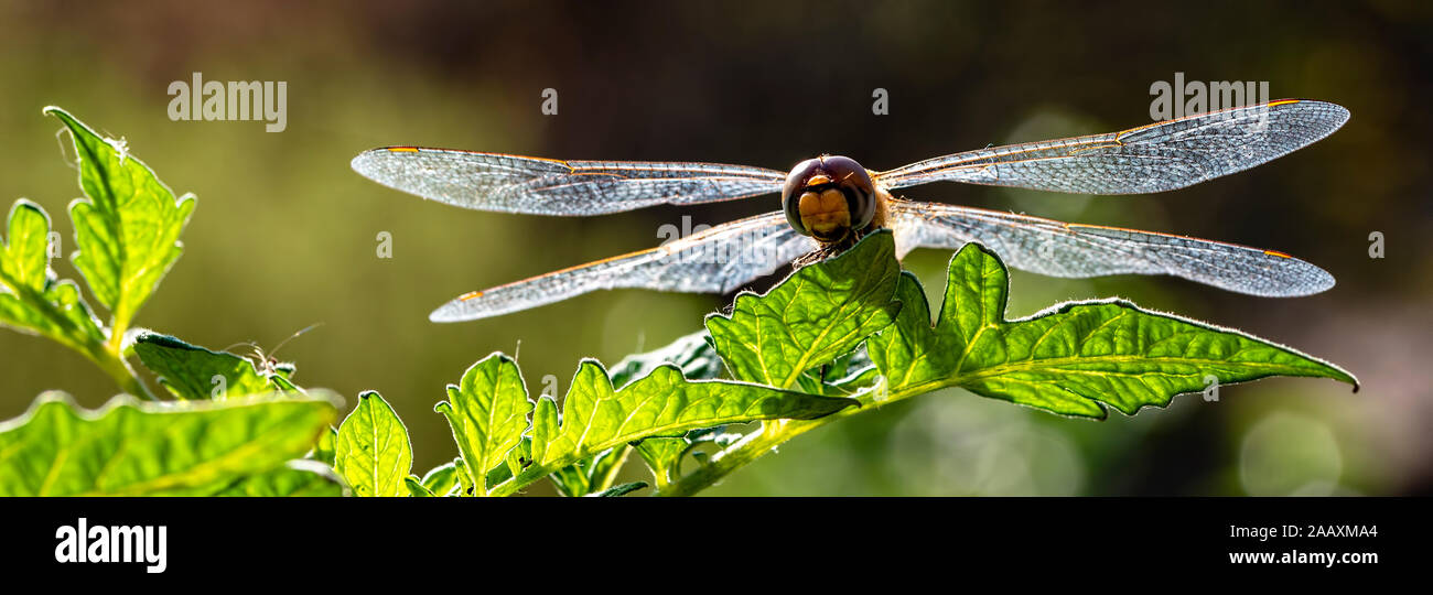 Dragonfly seduti sulla lamina Foto Stock