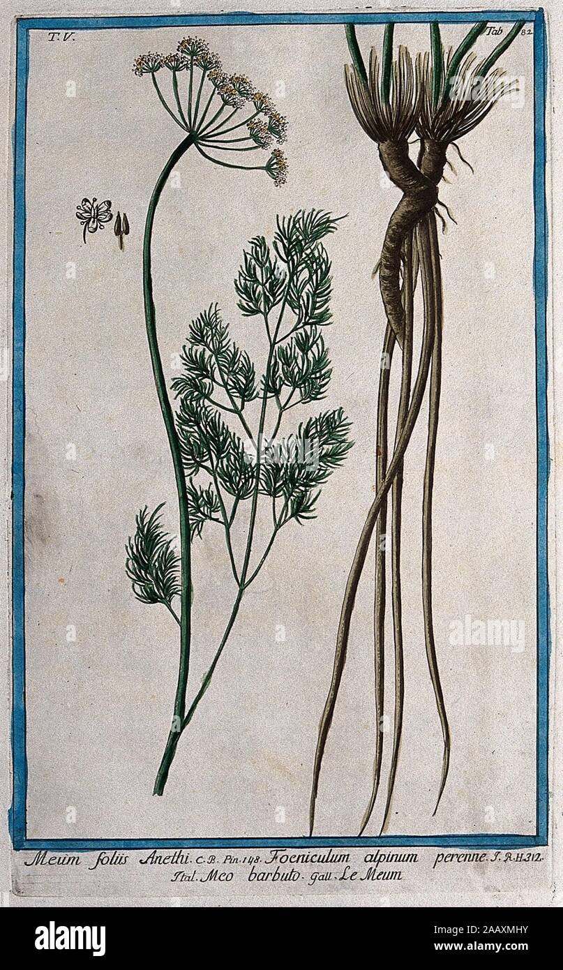 Baldmoney (Meum athamanticum Jacq.) fioritura stelo con portinnesto separato, fiori e sementi. Incisione colorata da M. Bouchard, 1778..jpg - 2AAXMHY Foto Stock